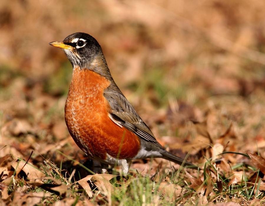 American robin (Turdus migratorius) 