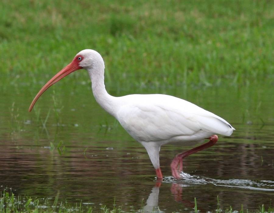 American white ibis (Eudocimus albus), white bird long neck