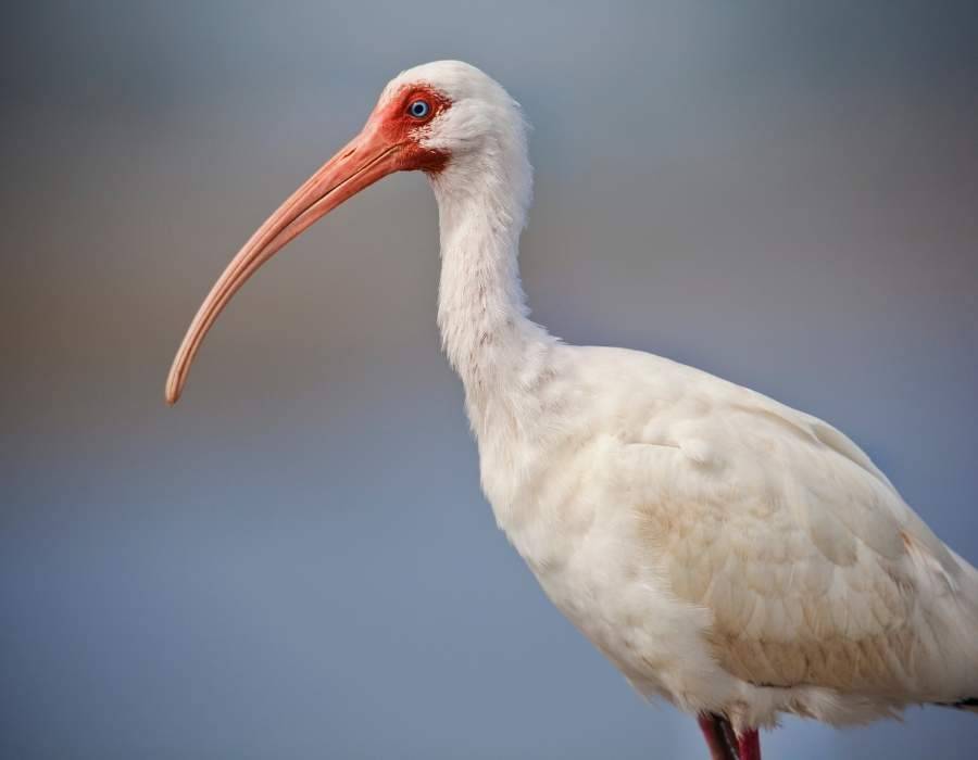 American white ibis (Eudocimus albus)