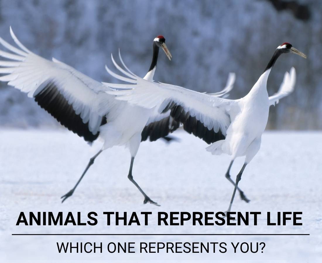 Animals That represent Life