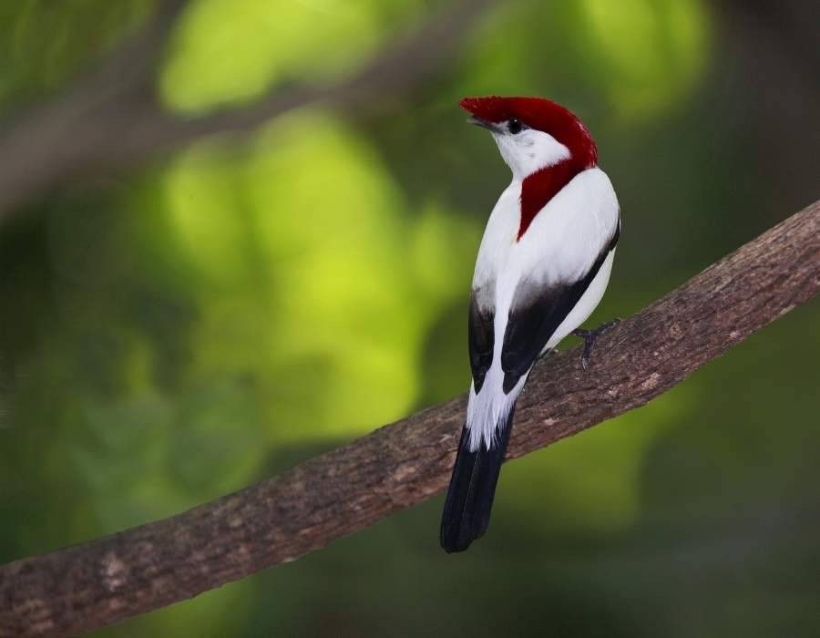 Araripe manakin (Antilophia bokermanni)