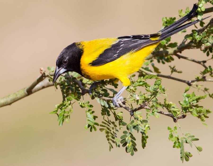 Audubon’s Oriole Icterus graduacauda