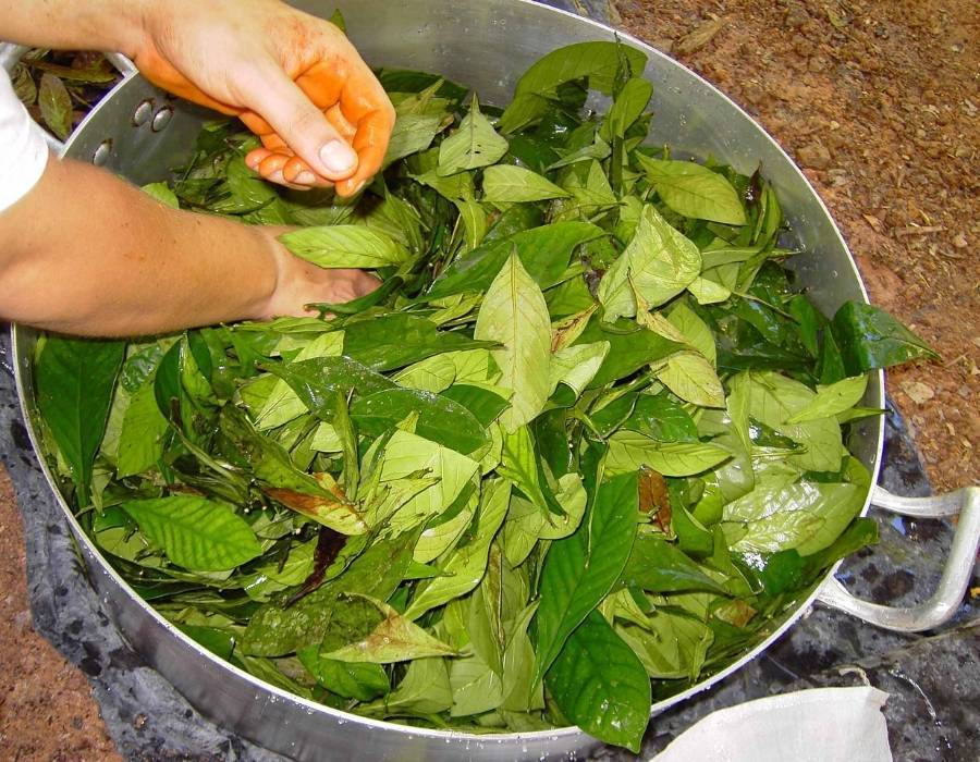 Ayahuasca preparation