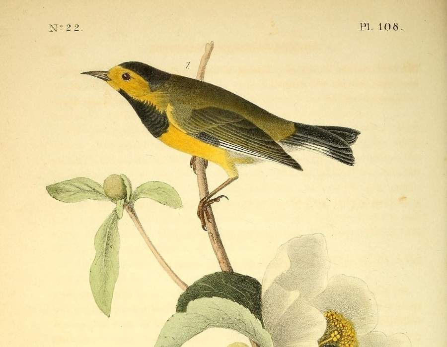 Bachmans Warbler Learn the Real Story Behind America's Top 10 Extinct Birds