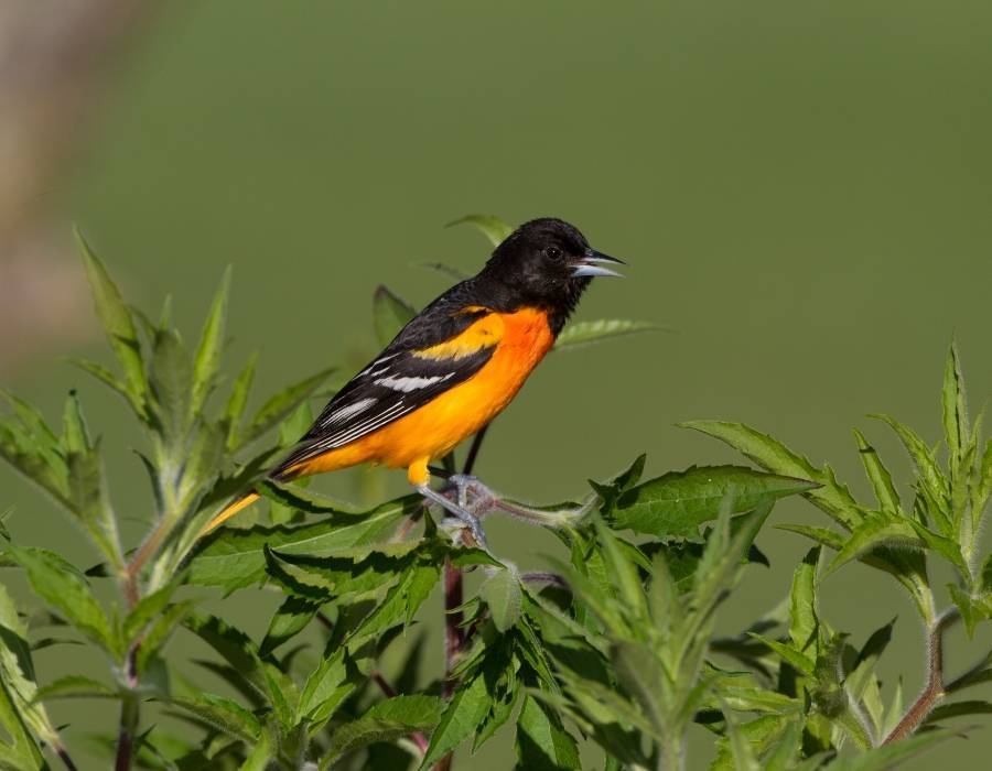 Baltimore Oriole Icterus galbula