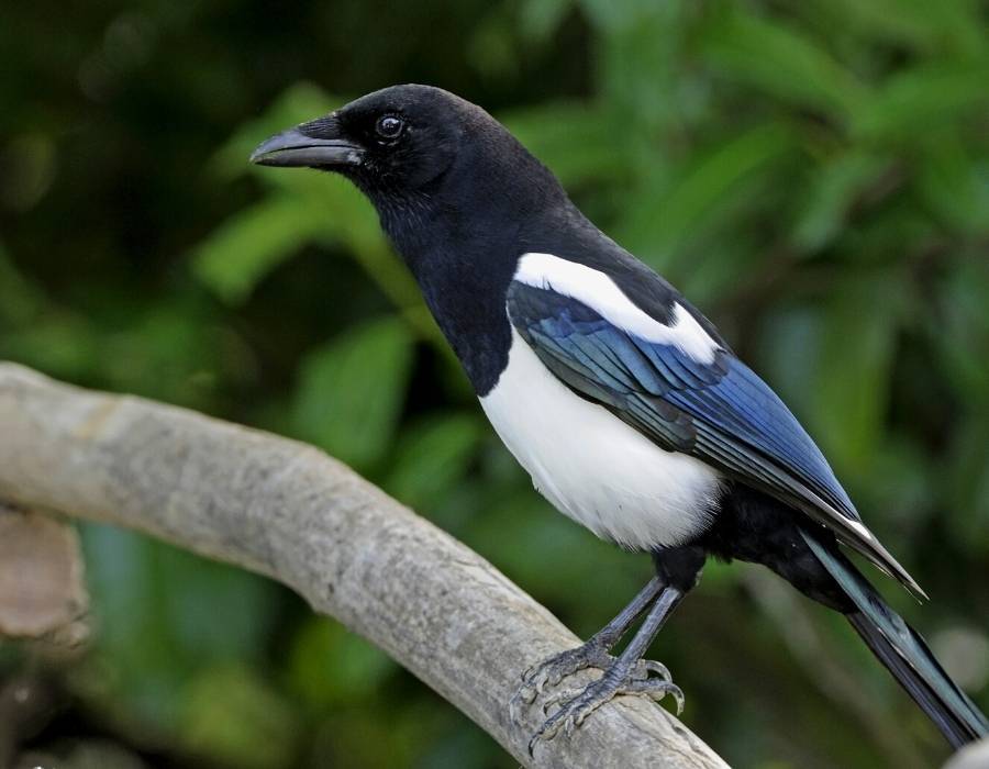 black-billed magpie (Pica hudsonia)