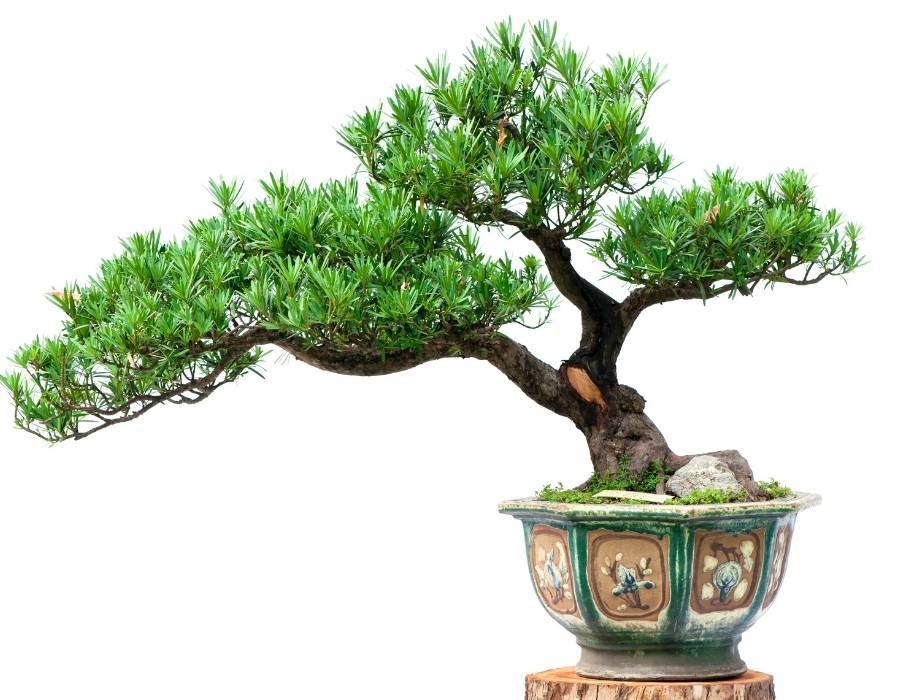 Bonsai