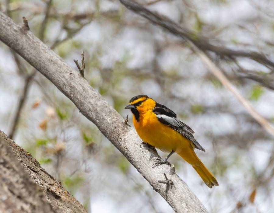 Bullock’s Oriole Icterus bullockii