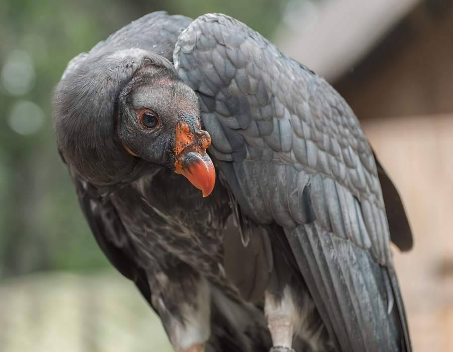 California condor (Gymnogyps californianus) 