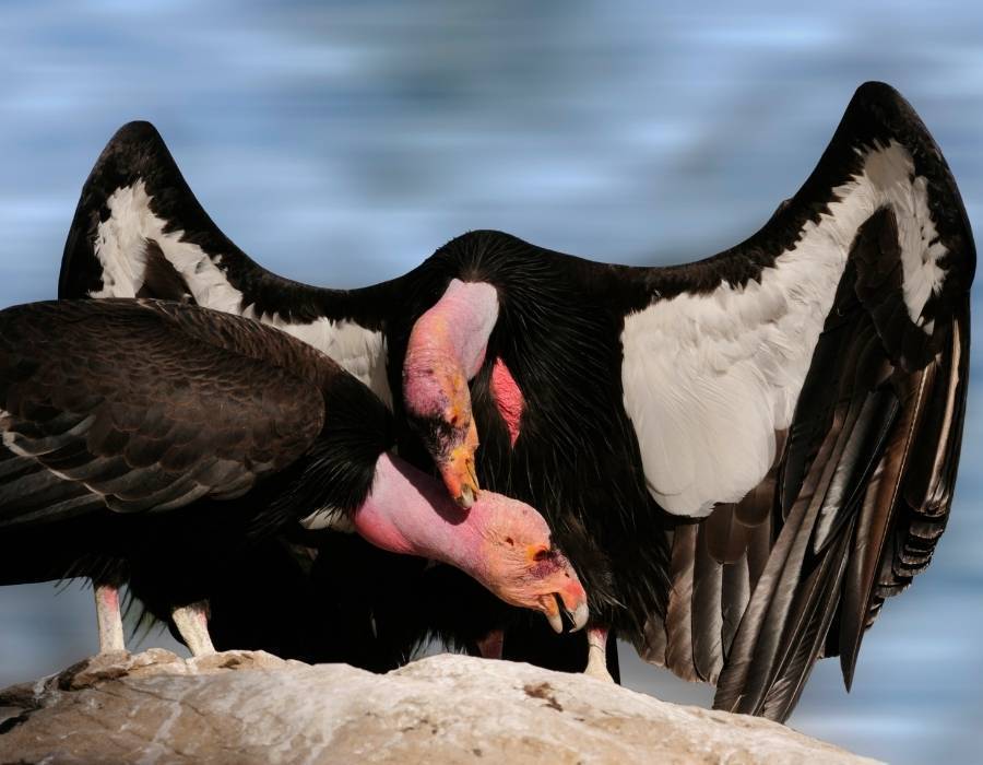 California condor (Gymnogyps californianus)