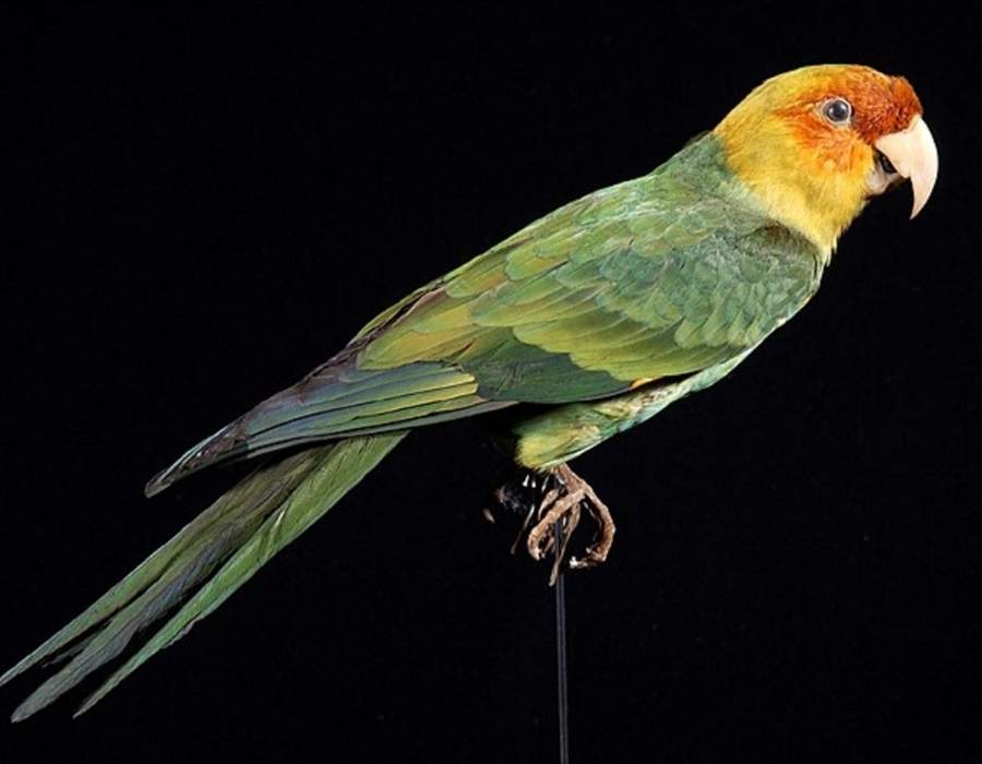 Carolina parakeet Conuropsis carolinensis Learn the Real Story Behind America's Top 10 Extinct Birds