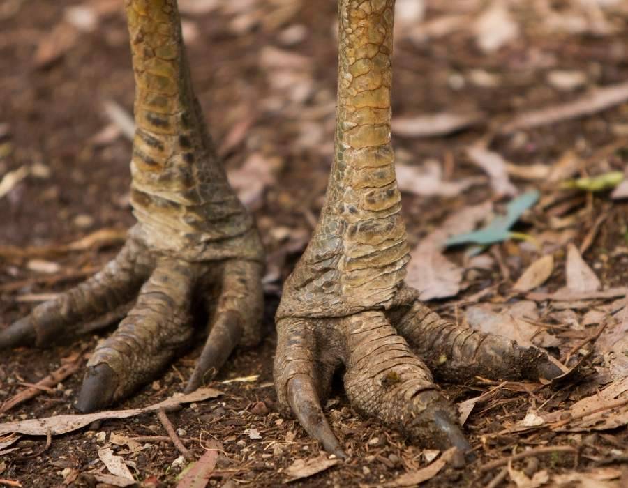 Cassowary feet