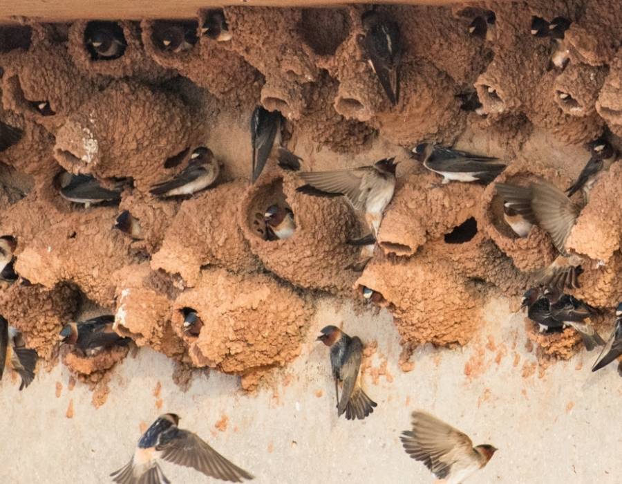 cave swallow (Petrochelidon fulva)