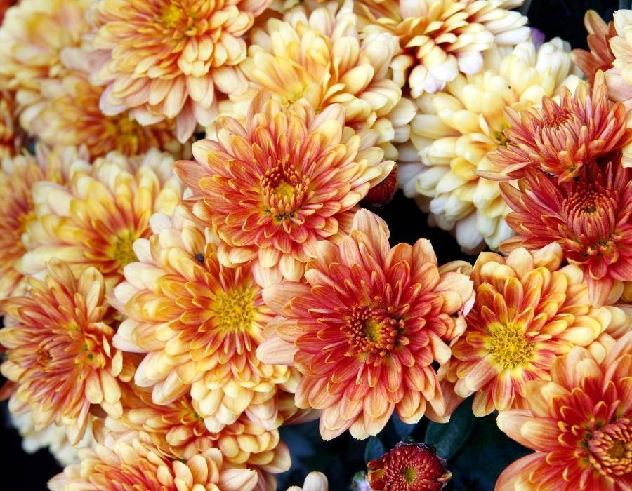 Chrysanthemums, mums or chrysanths (Chrysanthemum)