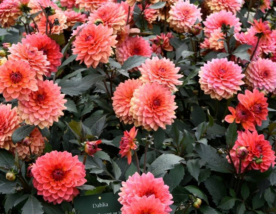 Dahlia hortensis Top 15 Flowers Symbolizing Death: A List Of The Best Ones And What They Mean