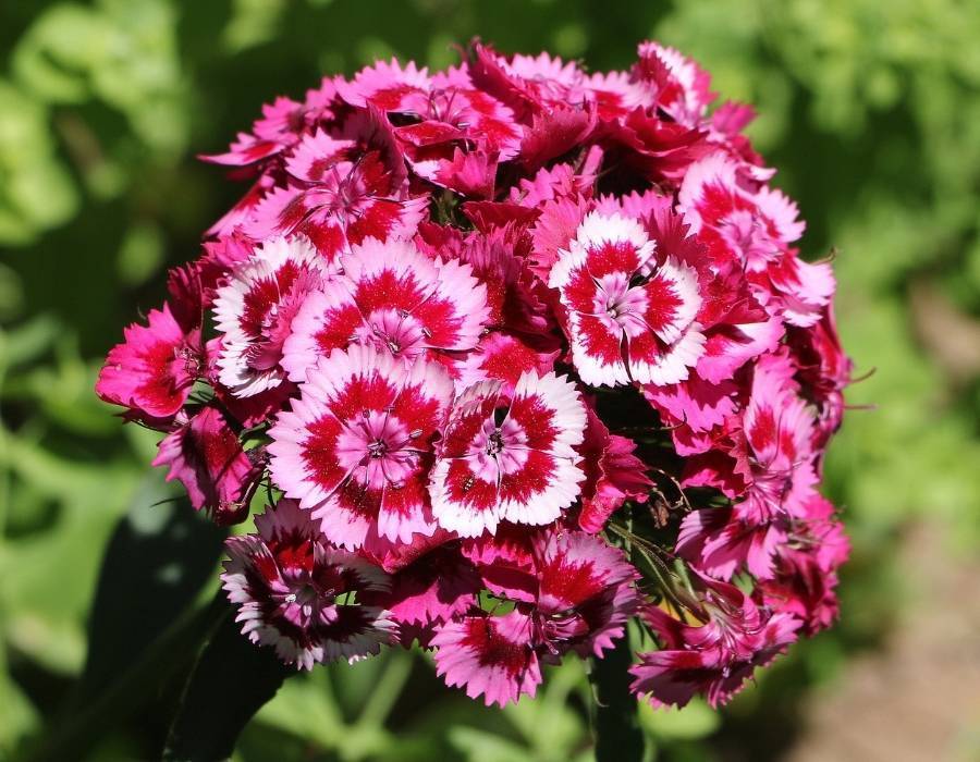 Carnation (Dianthus caryophyllus)