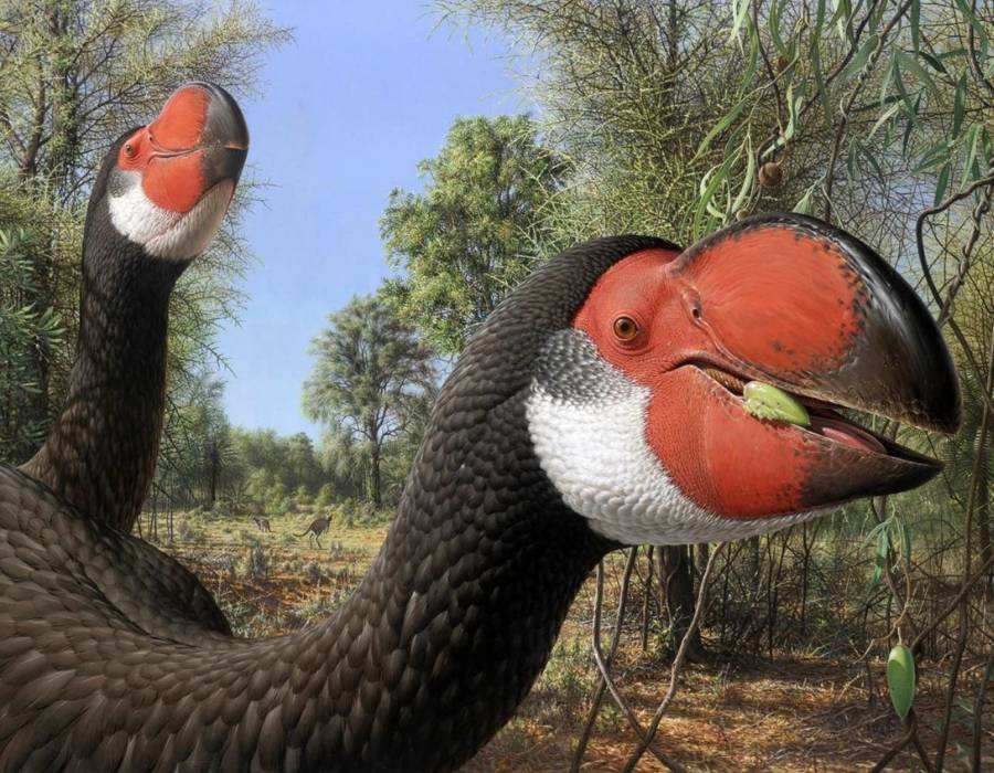 Dromornis stirtoni, extinct flightless bird