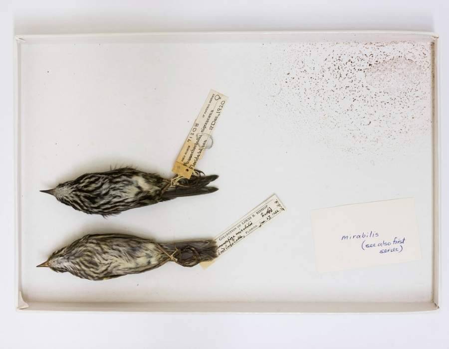 Dusky Seaside Sparrow Ammodramus maritimus nigrescens Learn the Real Story Behind America's Top 10 Extinct Birds