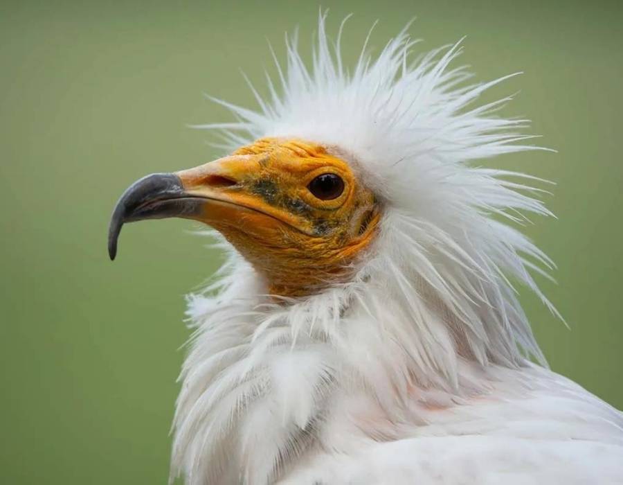 Egyptian vulture (Neophron percnopterus)