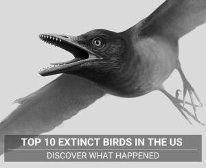 Extinct Birds in the US