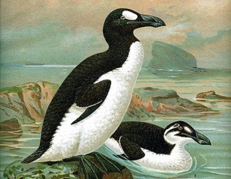 Great Auk Learn the Real Story Behind America's Top 10 Extinct Birds
