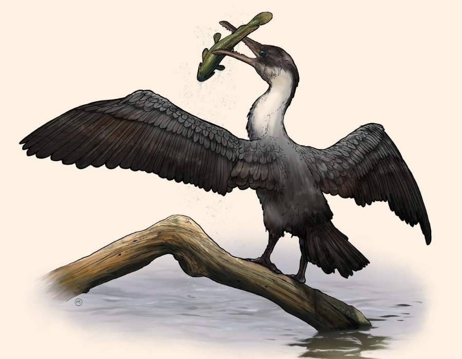 Great Toothed Diver Tingmiatornis arctica Learn the Real Story Behind America's Top 10 Extinct Birds