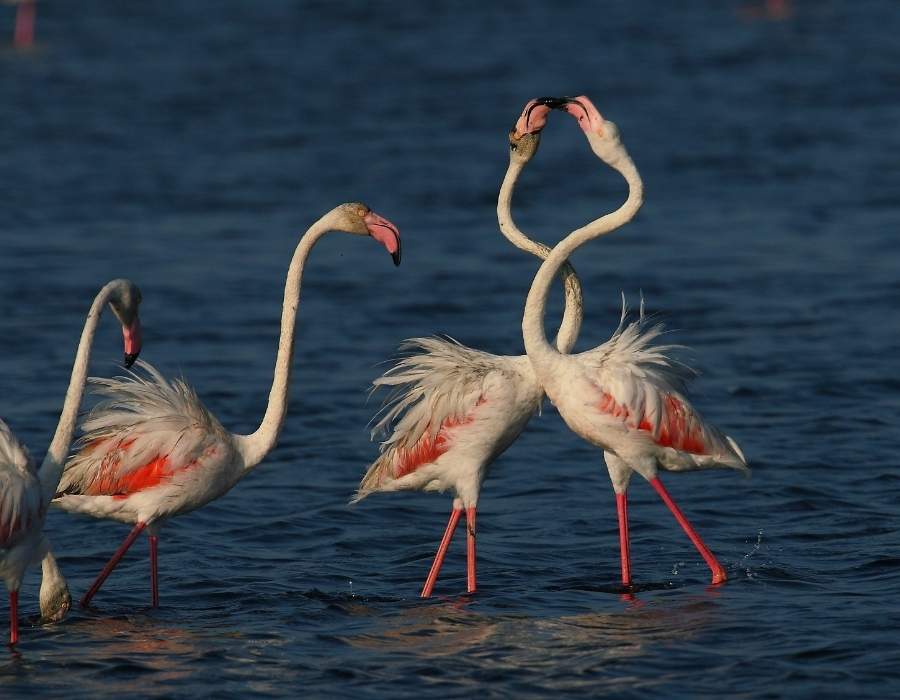 Greater flamingo (Phoenicopterus roseus)