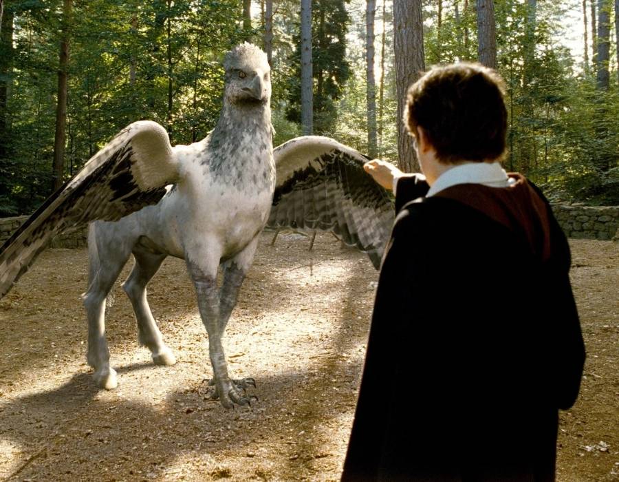 Harry Potter and the hippogriff
