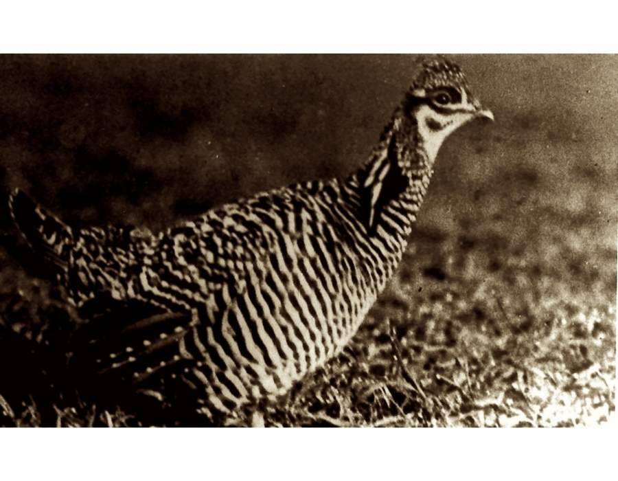 Heath Hen Tympanuchus cupido cupido Learn the Real Story Behind America's Top 10 Extinct Birds