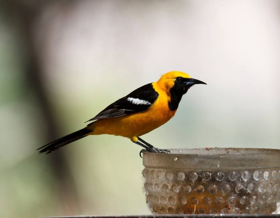 Hooded Oriole Icterus cucullatus