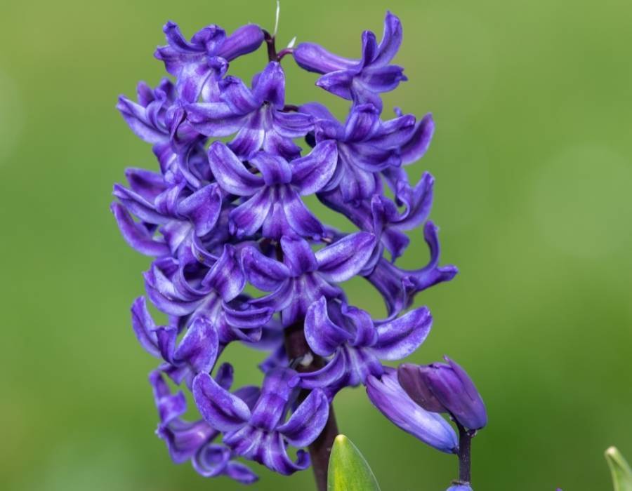 Hyacinths (Hyacinthus)