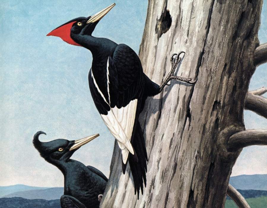 Imperial Woodpecker Campephilus imperialis Learn the Real Story Behind America's Top 10 Extinct Birds