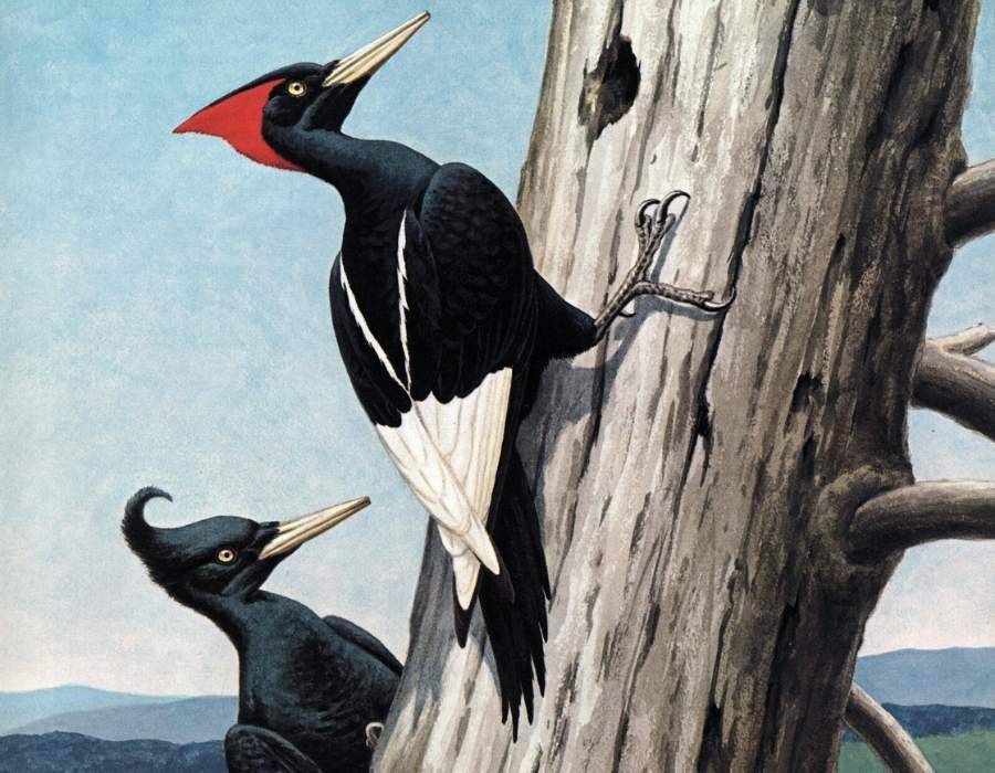 Imperial Woodpecker Campephilus imperialis Learn the Real Story Behind America's Top 10 Extinct Birds