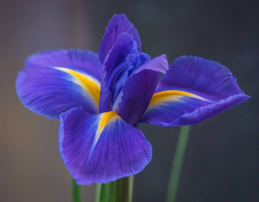 Iris Spuria, Lucky Devil or Blue Iris