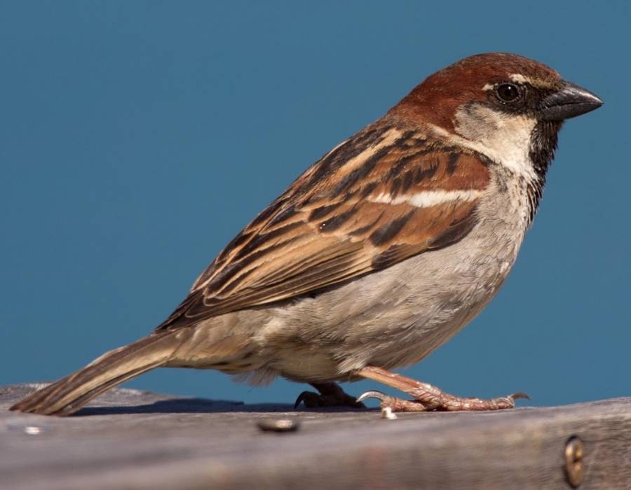 Italian sparrow (Passer italiae)