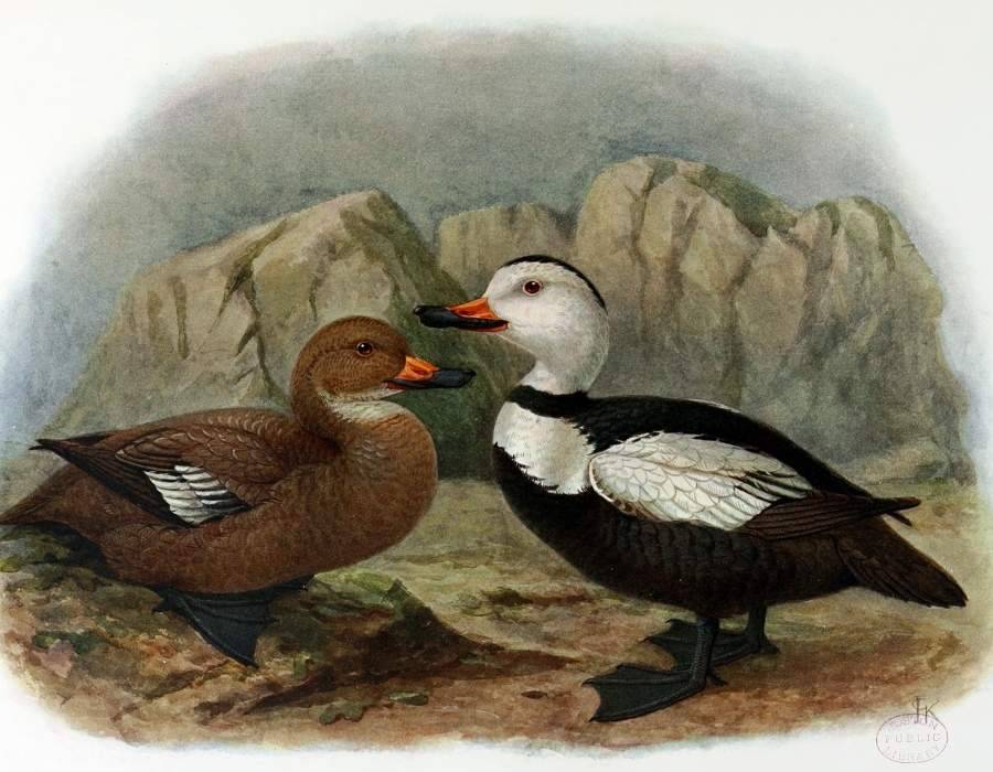 Labrador Duck Camptolaemus labradorius Learn the Real Story Behind America's Top 10 Extinct Birds