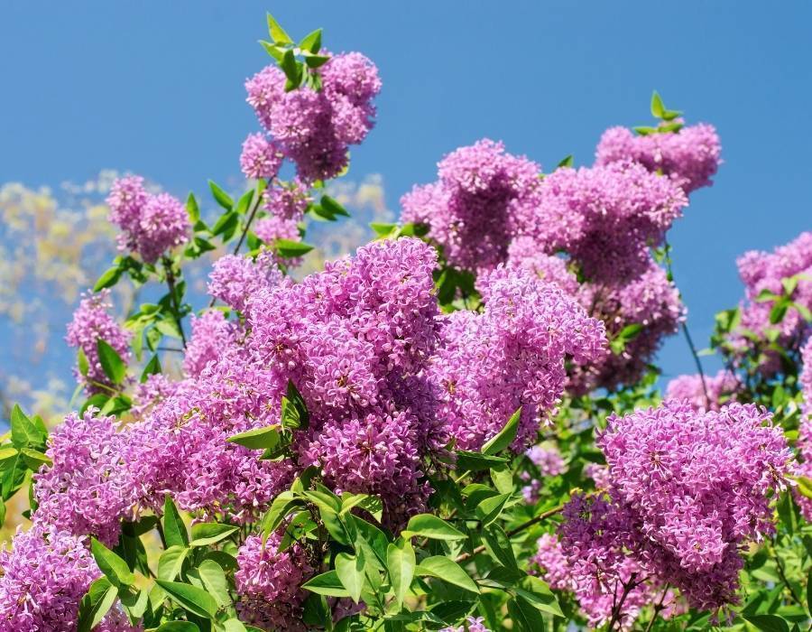 Lilac (Syringa vulgaris)