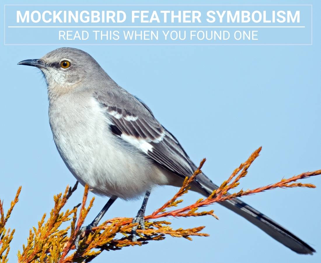Mockingbird Feather Symbolism