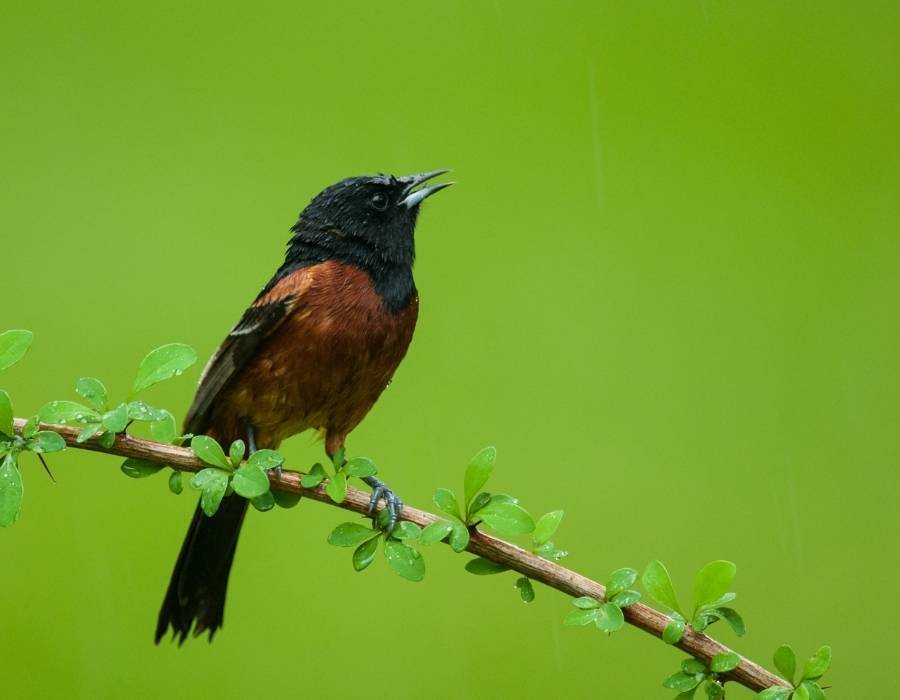 Orchard Oriole Icterus spurius