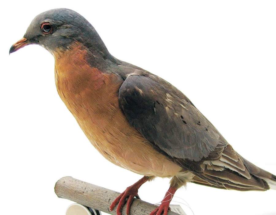 Passenger Pigeon Learn the Real Story Behind America's Top 10 Extinct Birds