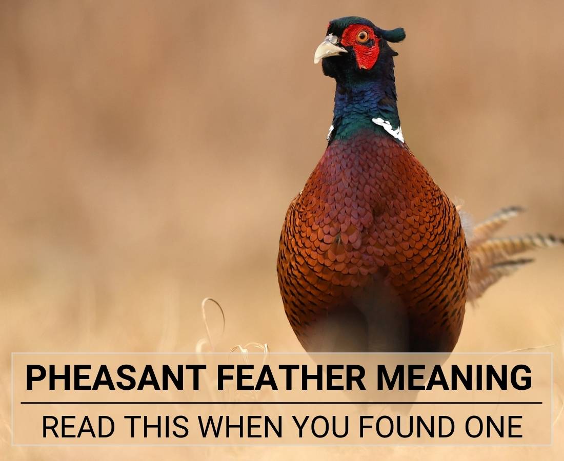 Pheasant Feather Meaning