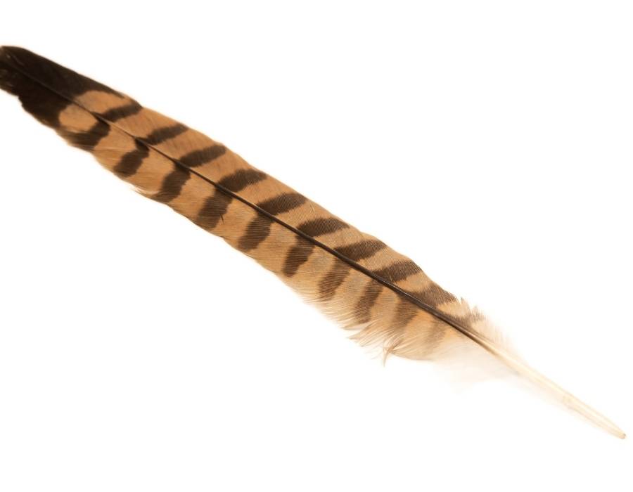 Pheasant Feather looks3