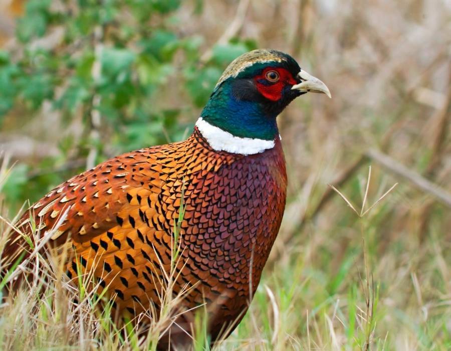 Pheasant Feather sheer beauty