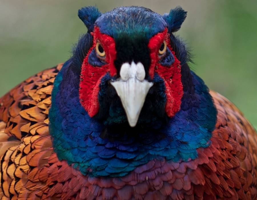 Pheasant head