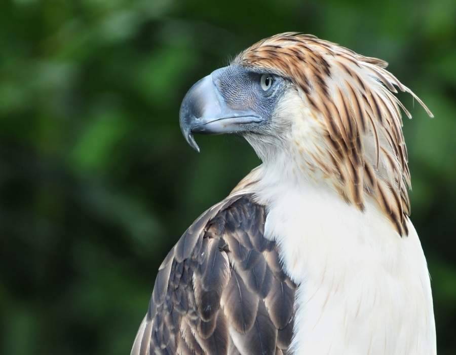 Philippine eagle (Pithecophaga jefferyi)