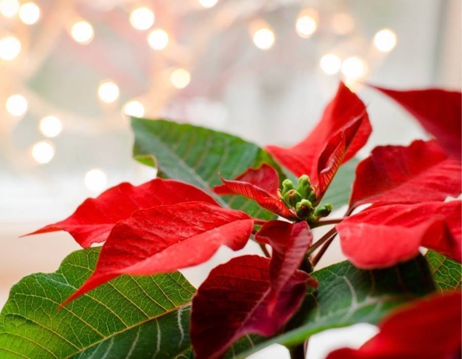 Poinsettia stands for winter