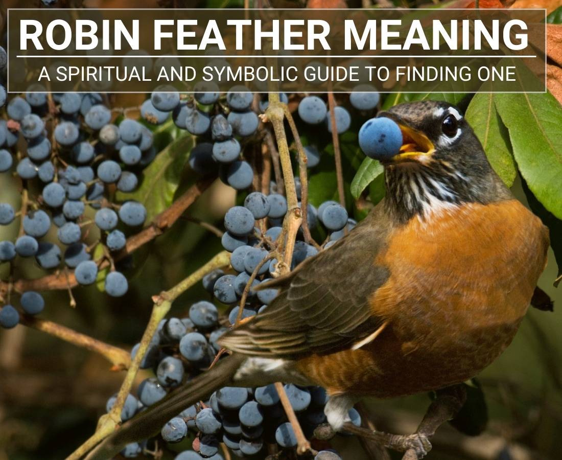 Robin Feather Meaning