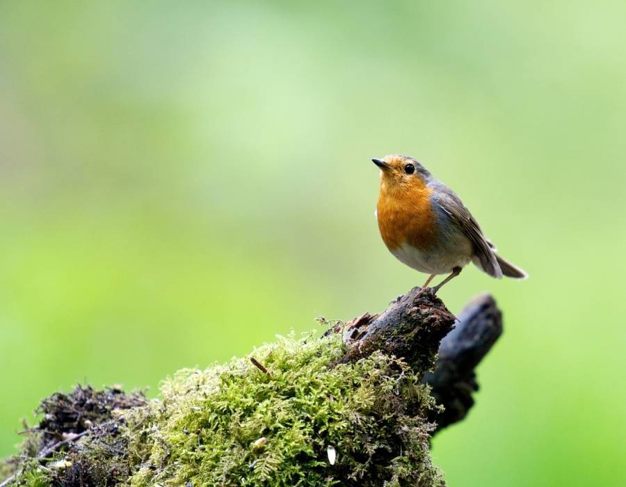 robin feather symbolism