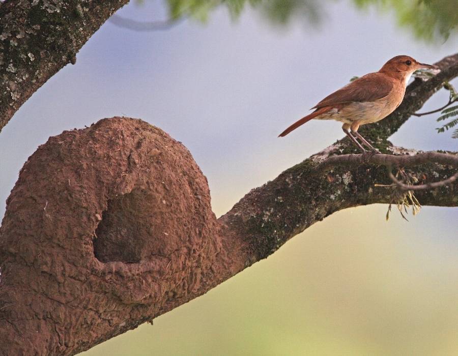 Rufous Hornero mud nest