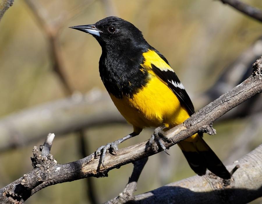 Scott’s Oriole Icterus parisorum